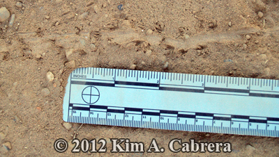 western fence lizard tracks