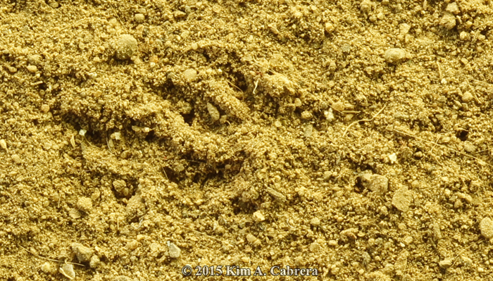 western fence lizard tracks