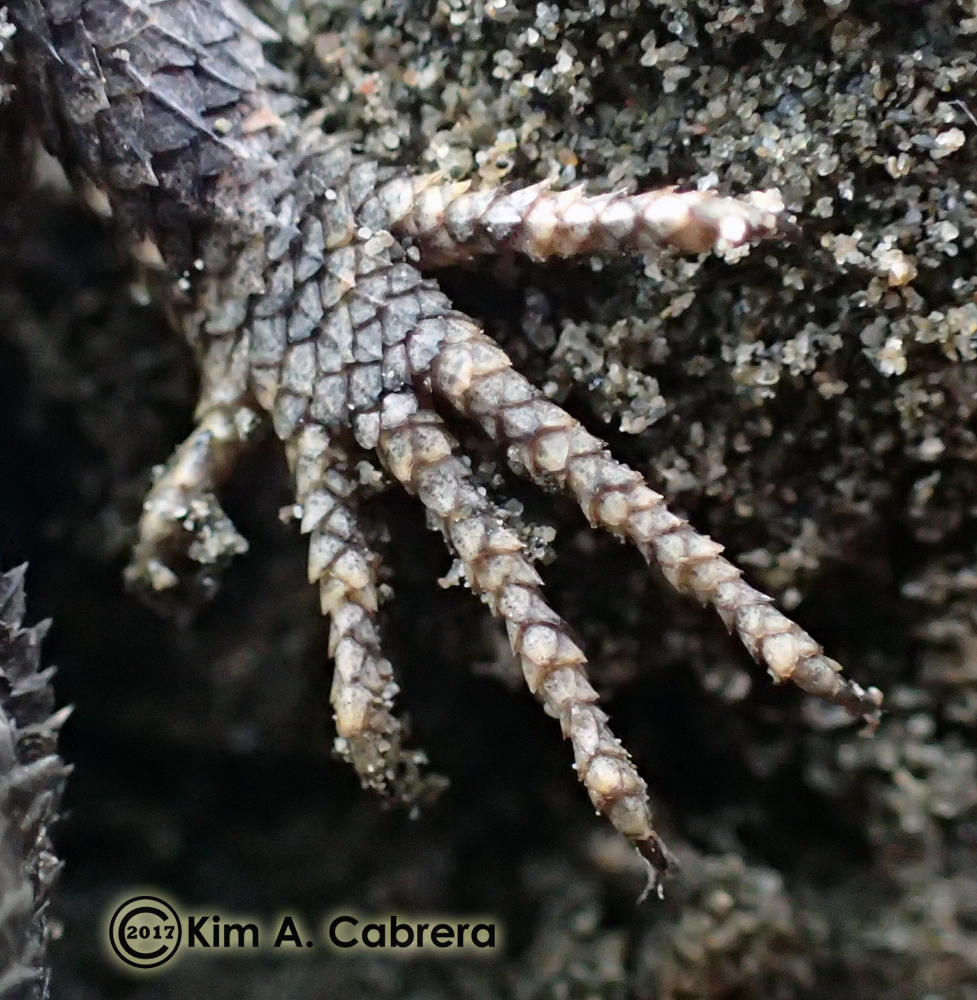 fence lizard feet
