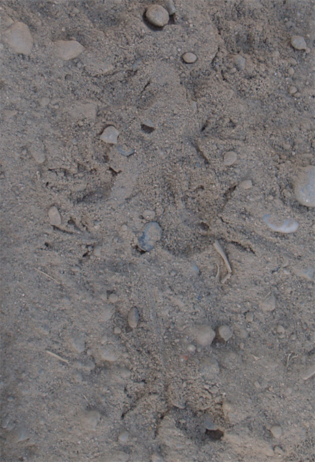 western fence lizard tracks