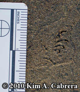 western fence lizard tracks