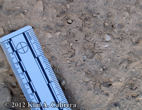 western fence lizard tracks