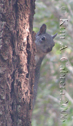 gray squirrel in
                      a tree. photo copyright by Kim A. Cabrera 2006