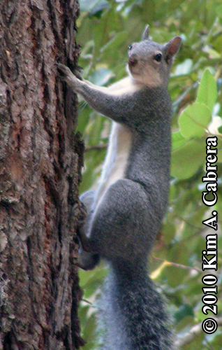 gray squirrel climbing