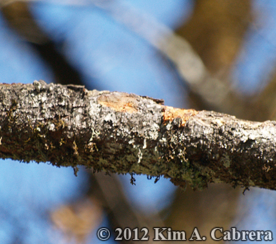 bark scaling by hairy woodpecker