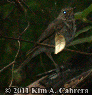 hermit thrush who was sitting on the nest with
                  eggs