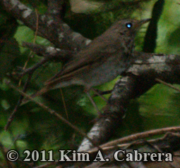 hermit thrush who was sitting on the nest with
                  eggs