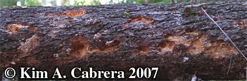 Pileated woodpecker feeding sign. Photo
                      copyright by Kim A. Cabrera 2007.