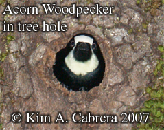 Acorn
                woodpecker peeking out of a hole in an oak. Photo
                copyright by Kim A. Cabrera 2007.