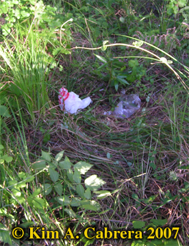 Garbage carried into the brush by a
                            bear who raided a dumpster. Photo  Kim A.
                            Cabrera 2007