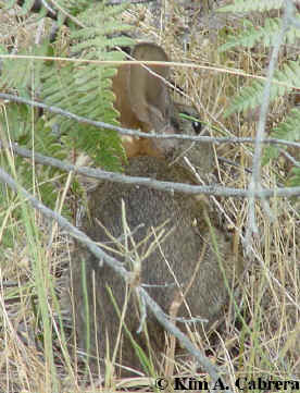 Brush rabbit hiding in brush. Photo by Kim A.
                    Cabrera
