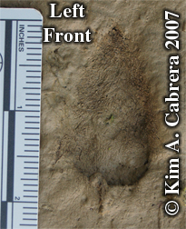 Blacktailed jackrabbit left front track. Photo
                    copyright by Kim A. Cabrera.