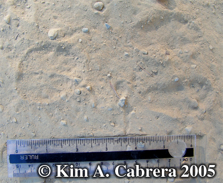 Blacktailed jackrabbit tracks. Photo
                      copyright by Kim Cabrera 2005.