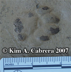 Cat
                    track. Photo copyright by Kim A. Cabrera 2007.