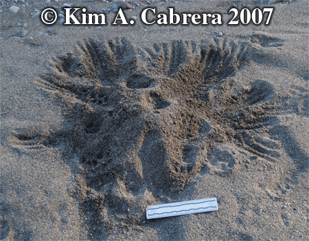 Scat
                    burial by domestic cat. Photo copyright by Kim A.
                    Cabrera 2007. 