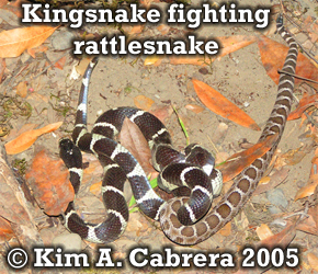 Kingsnake fighting rattlesnake. Photo
                      copyright by Kim A. Cabrera 2005. 