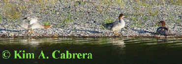 merganser dance