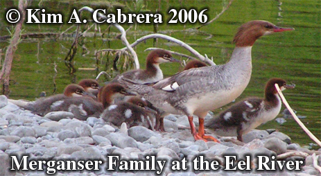 Merganser and young. Photo copyright by
                            Kim A. Cabrera.