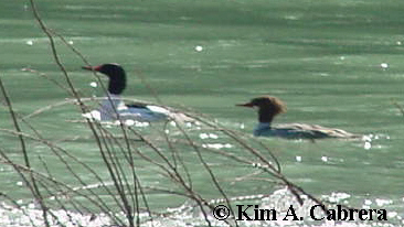 common
                            mergansers photo by Kim A. Cabrera