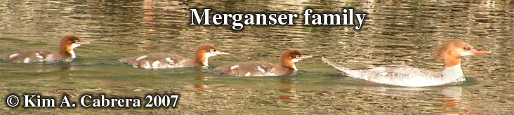 Three baby mergansers follow their
                            mother in the Eel River. Photo copyright by
                            Kim A. Cabrera. 2007.