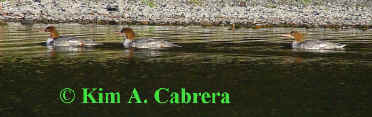 mergansers in water