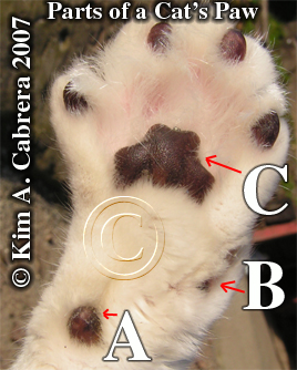 Parts of a
                    cat's paw. Bones the cat. Photo copyright by Kim A.
                    Cabrera 2007.