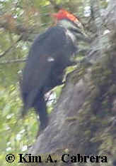 Pileated woodpecker. Photo by Kim A. Cabrera
                      2002.