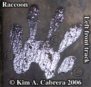 Raccoon track on wood. Wet hand. Photo
                      copyright by Kim A. Cabrera 2007.