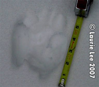 Squirrel track pattern in snow. Photo copyright
                    by Laurie Lee 2007.