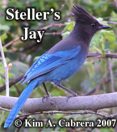 Steller's Jay. Photo copyright Kim A. Cabrera
                    2007.