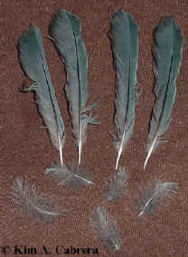 Stellers
                    jay feathers. Photo by Kim A. Cabrera 2002.