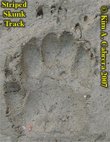 Striped skunk track. Photo by Kim A.
                        Cabrera 2007.