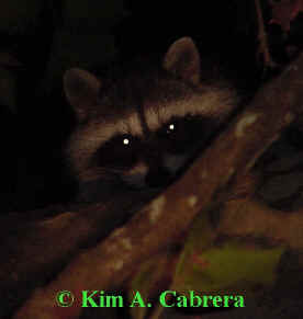 Treed raccoon. Photo by Kim A. Cabrera 2002.