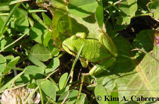 Tree frog
                      camo. Photo by Kim A. Cabrera 2002.