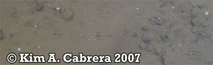 Treefrog tracks underwater. Copyright Kim A.
                    Cabrera 2007.