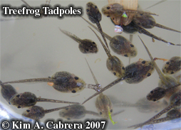 Tadpoles rescued from a drying puddle. Photo
                      copyright by Kim A. Cabrera 2007.