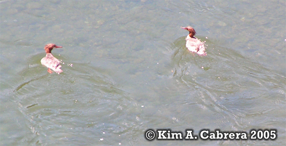 Mergansers in the Eel River. Photo
                            copyright by Kim A. Cabrera 2005.