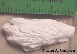 Jackrabbit front foot cast.
