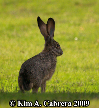 Blacktailed jackrabbit. Photo copyright Kim A.
                  Cabrera 2009.