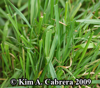 Blacktailed jackrabbit feeding signs in grass.
                  Photo copyright Kim A. Cabrera 2009.