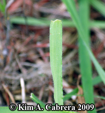 Blacktailed jackrabbit feeding signs in grass.
                  Photo copyright Kim A. Cabrera 2009.
