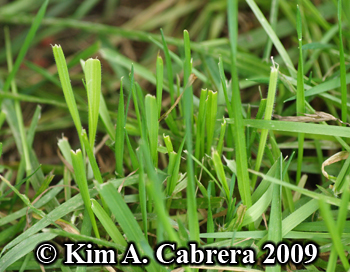 Blacktailed jackrabbit feeding signs in grass.
                  Photo copyright Kim A. Cabrera 2009.