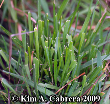 Blacktailed jackrabbit feeding signs in grass.
                  Photo copyright Kim A. Cabrera 2009.