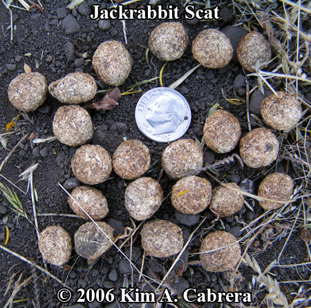 scats from jackrabbit