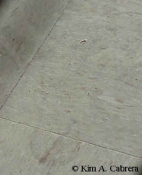 Shoe
                    track on a linoleum floor. 
