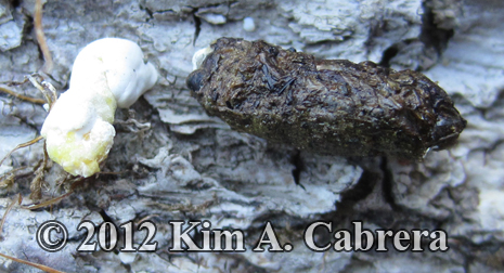 fence
                  lizard scat