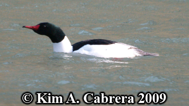 male merganser breeding form. Photo
                          copyright Kim A. Cabrera 2009.
