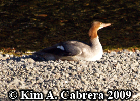 female merganser resting. Photo copyright
                          Kim A. Cabrera 2009.