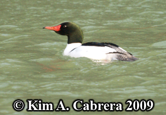 merganser breeding
                          form. Photo copyright Kim A. Cabrera 2009.