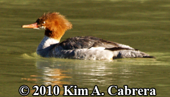 female merganser in Eel River